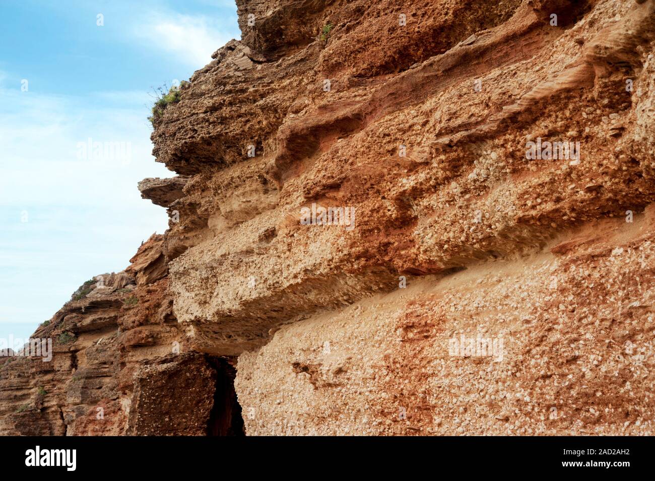 Oyster beds in cliff. Prehistoric remains of oysters in cliffs formed