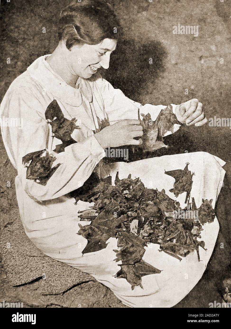 1940s UK - Ringing or tagging bats whilst in their period of hibernation. (all British bats hibernate and contrary to public opinion, they can see reasonably well with their eyes). Stock Photo