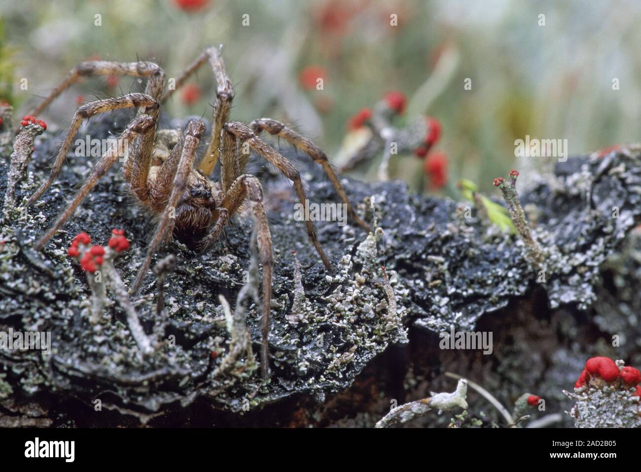 Labyrinth Spider is a widespread species in Europe  -  (Photo female between lichen) Stock Photo