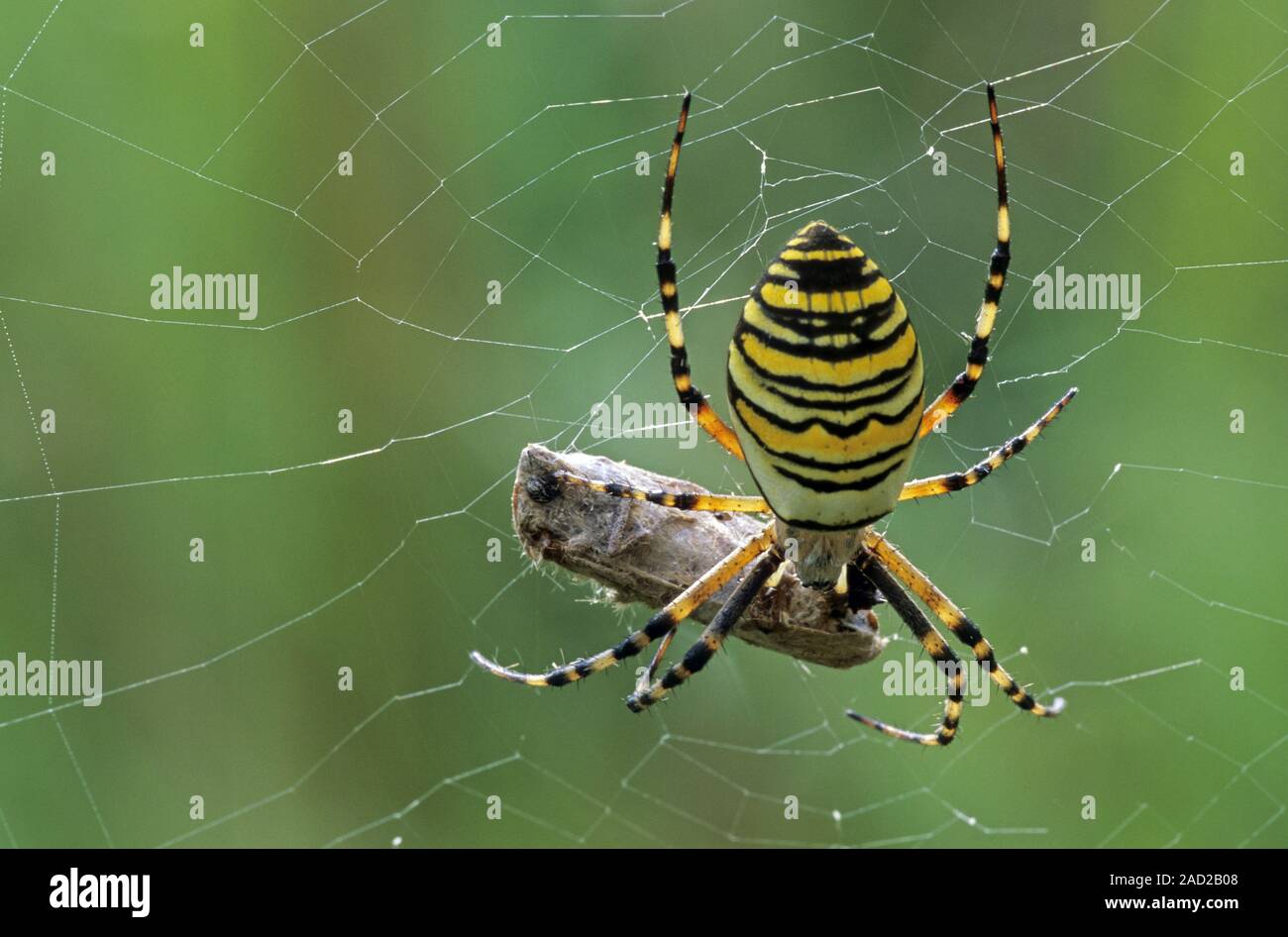 Wasp Spider shows striking yellow and black markings on the abdomen / Argiope bruennichi Stock Photo