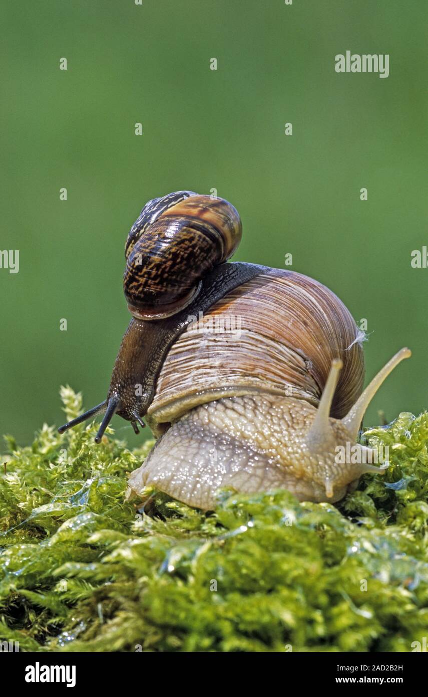 Roman Snail is difficult to cultivate  -  (Burgundy Snail and Copse Snail) Stock Photo