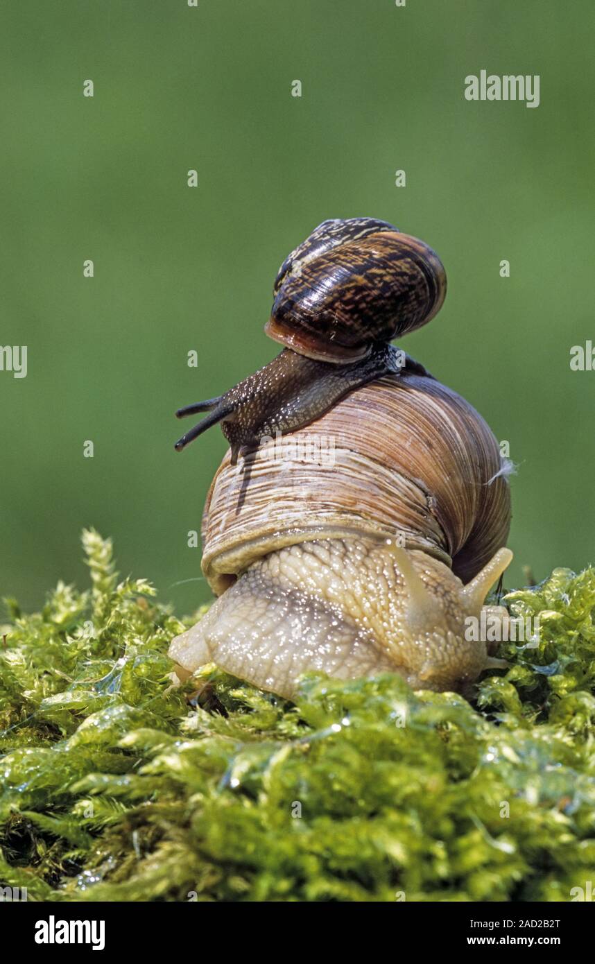Edible Snail is a European species  -  (Burgundy Snail and Copse Snail) Stock Photo