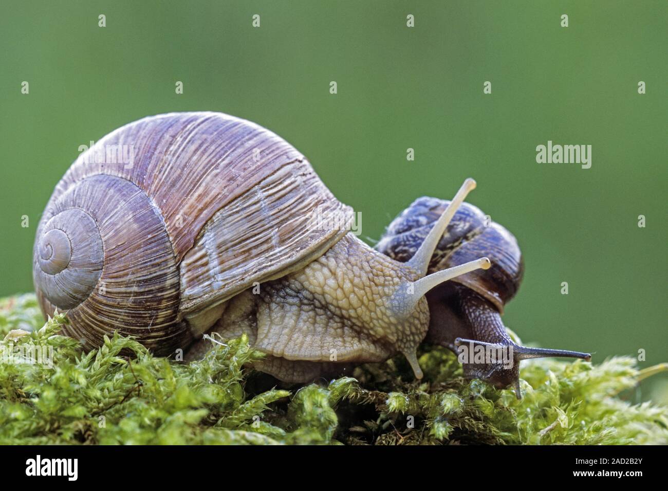 Edible Snail, cooked snails are called Escargots  -  (Burgundy Snail and Copse Snail) Stock Photo