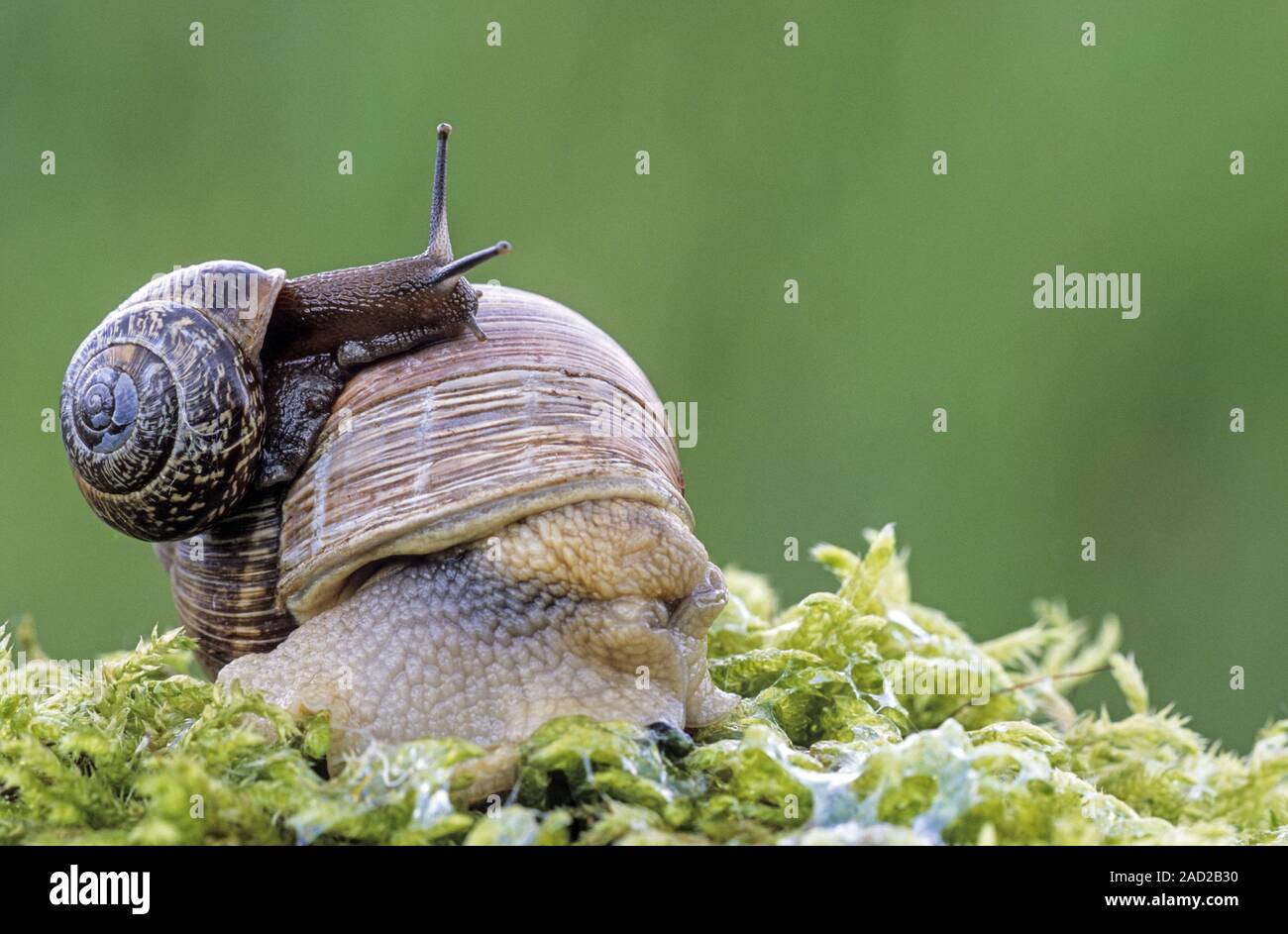 Edible Snail is rarely farmed commercially  -  (Burgundy Snail and Copse Snail) Stock Photo