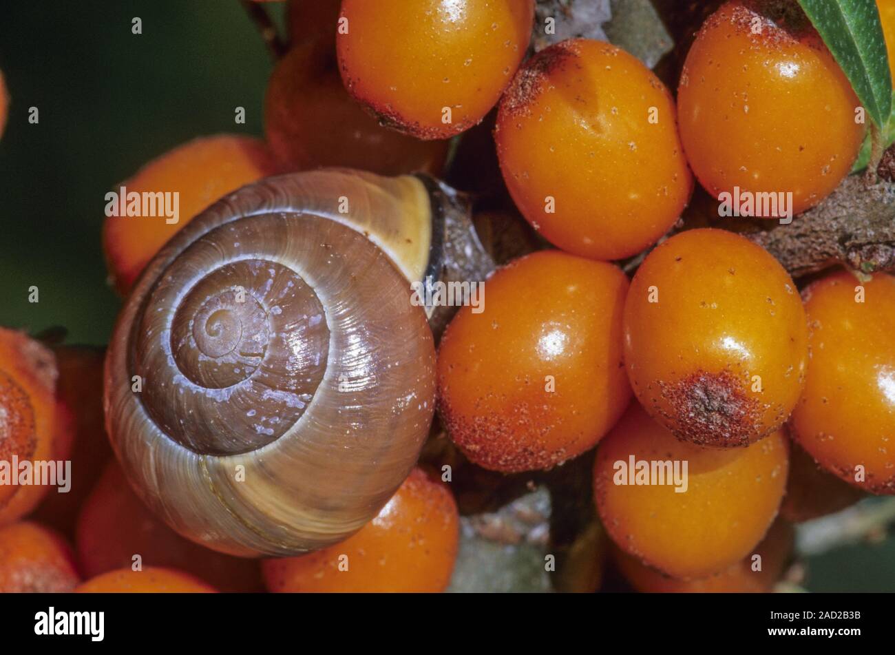 Grove Snail feeds mainly on dead or senescent plants  -  (Brown-lipped Snail) Stock Photo