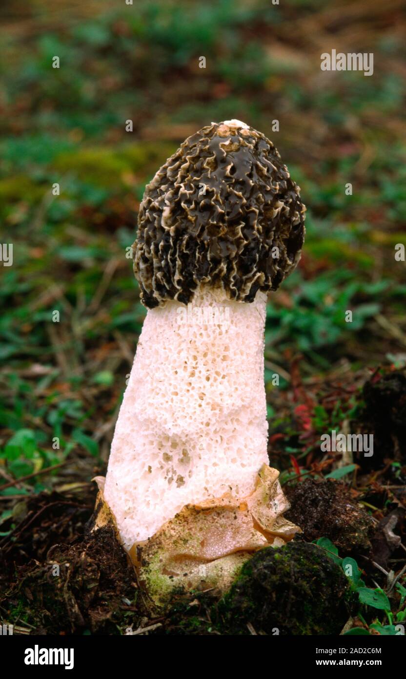 Close-up of a stinkhorn fungus (Phallus impudicus) arising out of the ...