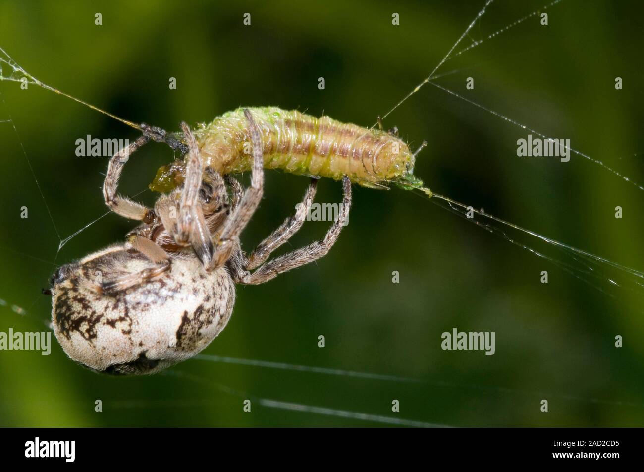 Closeup of a female foliate spider (Larinioides cornutus) feeding on a caterpillar in a damp