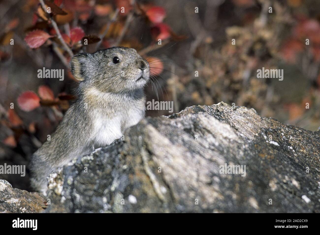 Collared Pika, both sexes can reproduce at one year of age Stock Photo