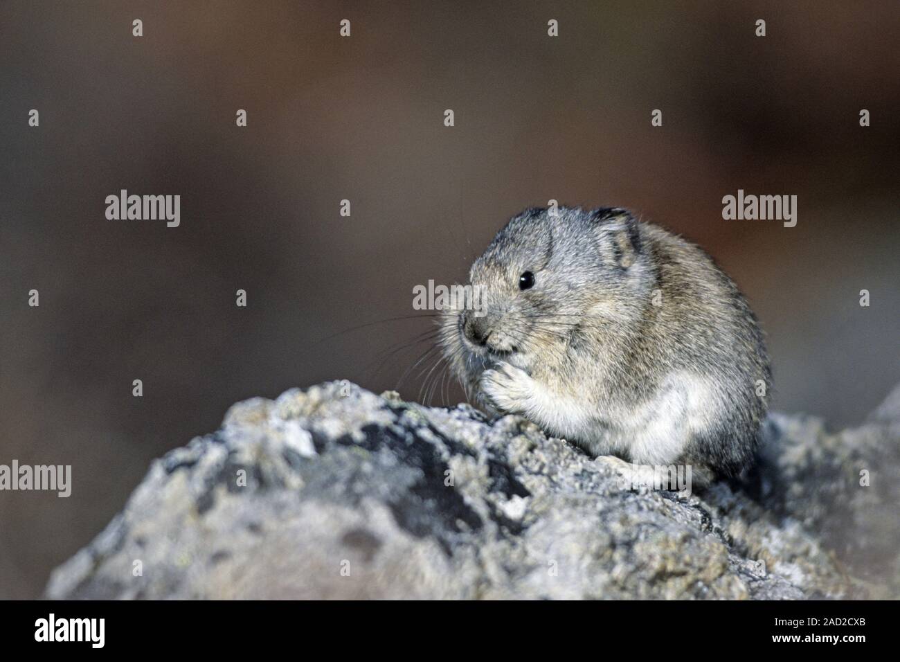 Collared Pika, the soles of their feet are covered with long fur Stock Photo