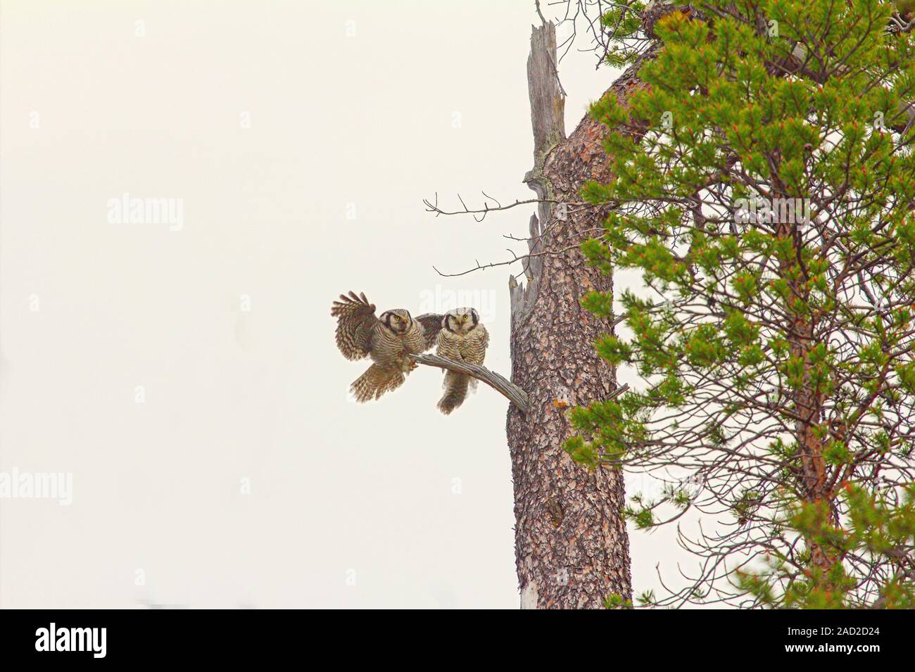 Wonderful married couple. Pair of barred owls on dry tree in taiga Stock Photo