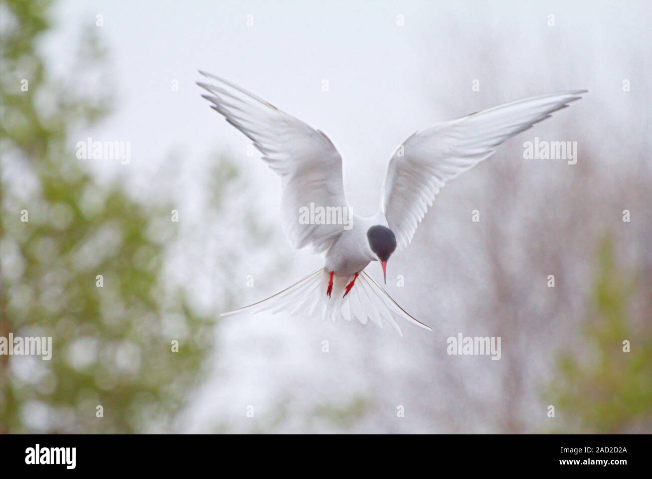 Hunting behavior. Arctic tern scans for prey transfixed on spot 2 Stock Photo