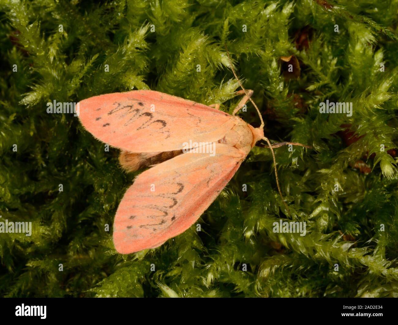 Rosy footman moth (Miltochrista miniata) resting on moss. This species is found in Europe and across the Palearctic region to Japan. The larvae feed o Stock Photo