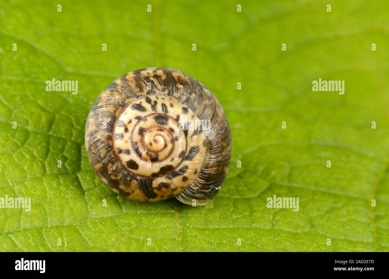 Rounded snail (Discus rotundatus). This small, airbreathing land snail
