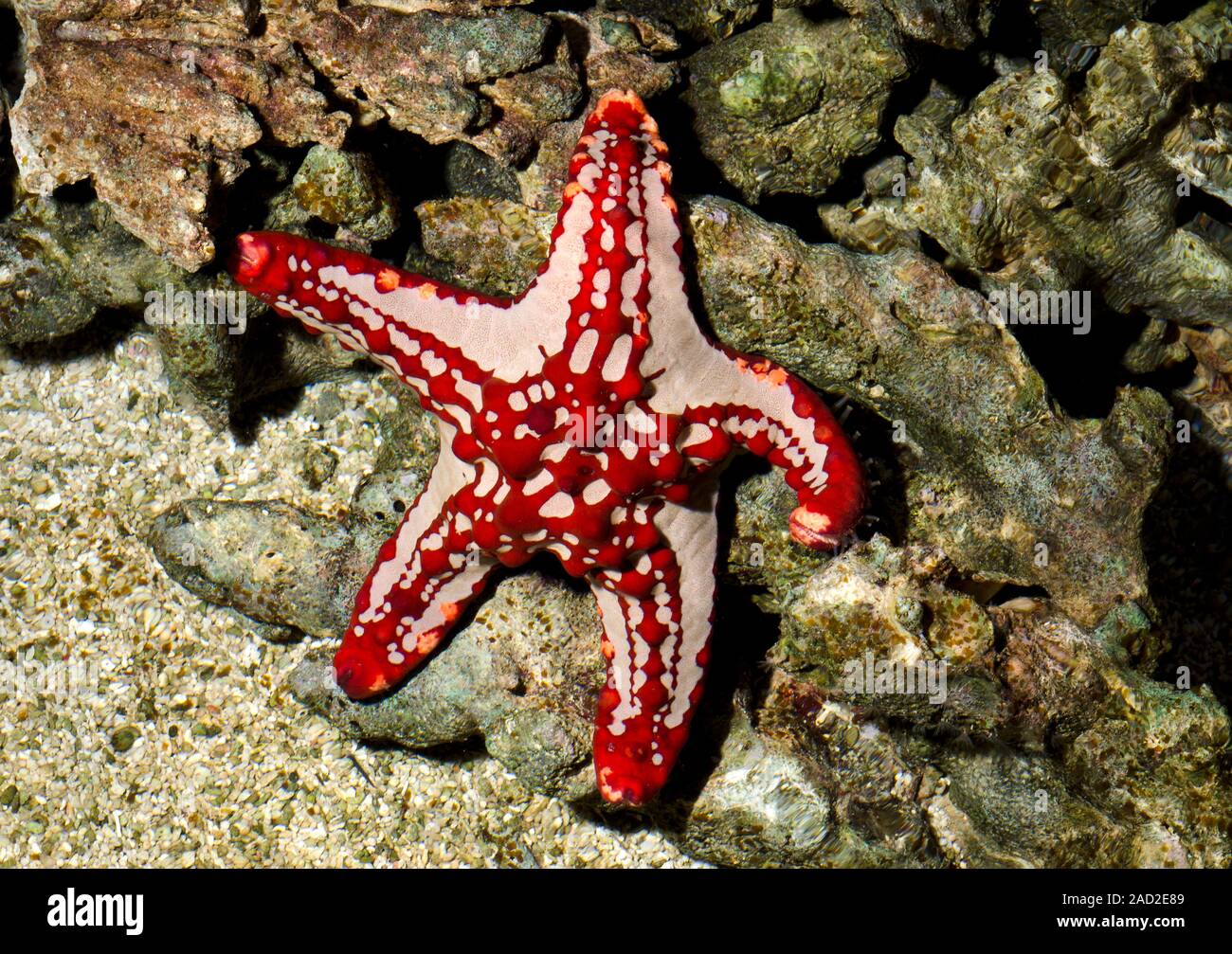 Red-knobbed starfish. The red-knobbed starfish (Protoreaster linckii