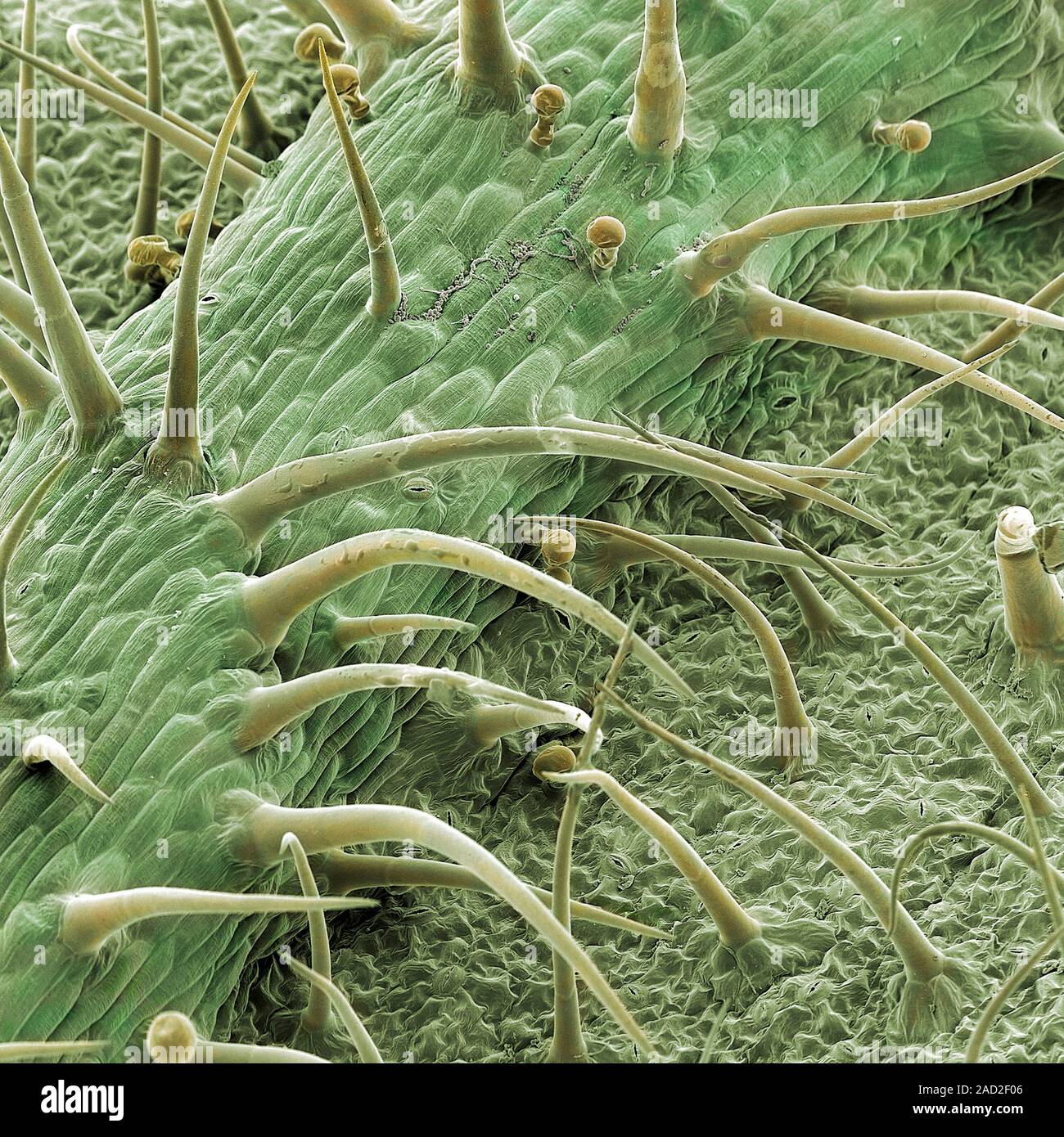 Scanning Electron Microscope Image of nettle (Urtica sp.) surface including stinging, hairlike