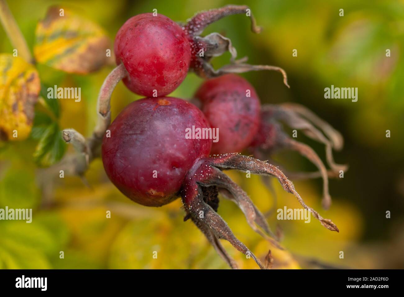 Rosa Rugosa Orange Rosehips And Yellow Leaves In Late Autumn Stock Photo Alamy