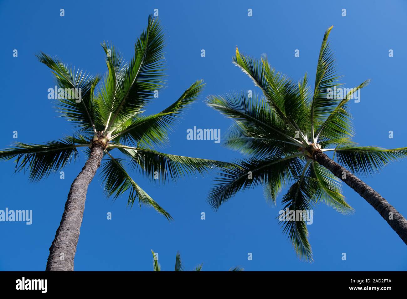 looking up through the spreading canopy of two palm trees to the clear blue skies Maui, Hawaii, USA Stock Photo