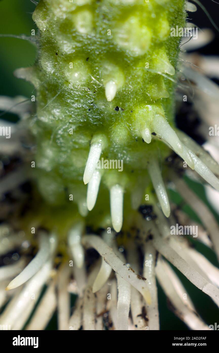 A rooted cutting from a side shoot of a tomato plant, Solanum lycopersicum (formerly Lycopersicon esculentum). The picture shows the base of the cutti Stock Photo