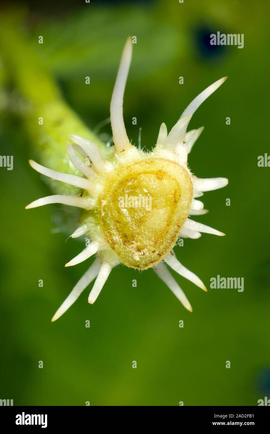 A rooted cutting from a side shoot of a tomato plant, Solanum lycopersicum (formerly Lycopersicon esculentum), from below. The picture shows the sever Stock Photo