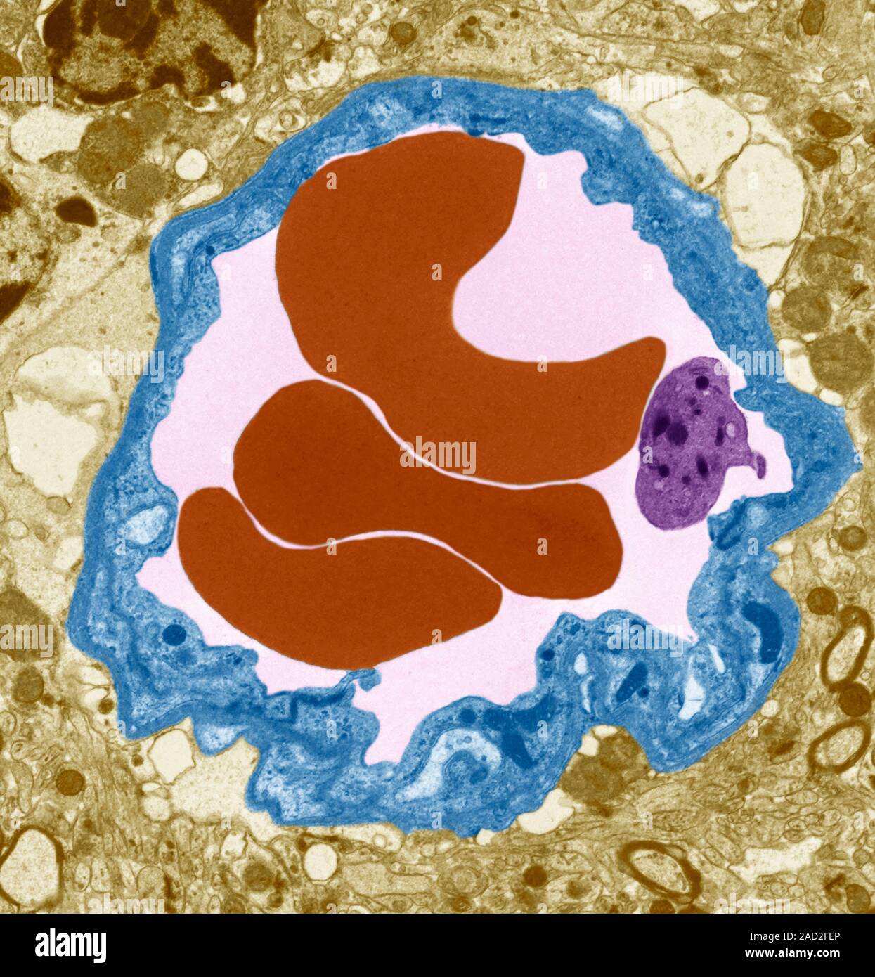 Brain capillary. Transmission electron micrograph (TEM) of a section ...