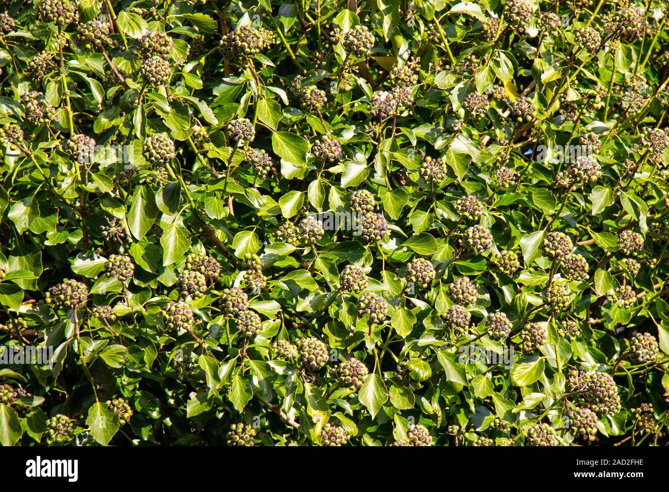 Common Ivy Hedra Helix fruiting berries Stock Photo