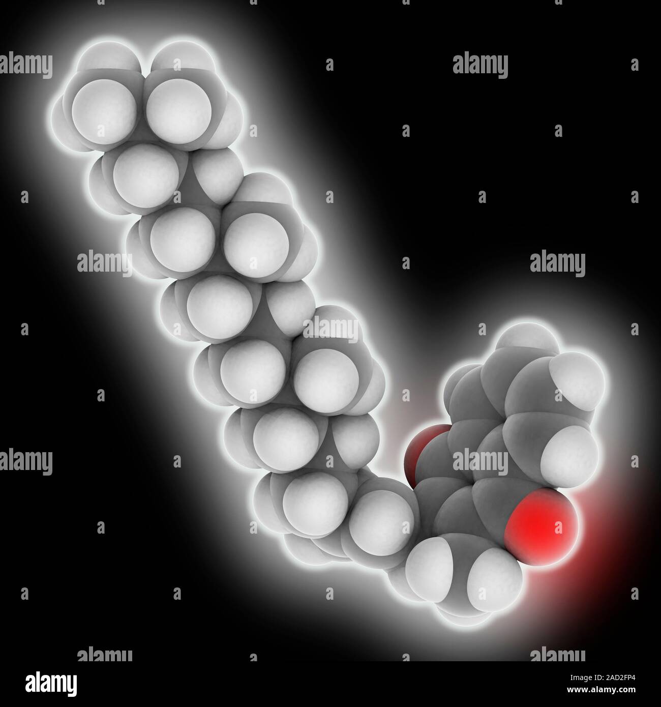 Vitamin K1. Molecular model of phylloquinone (C31.H46.O2), also known