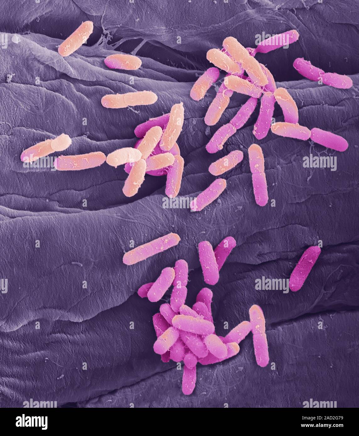 E. coli bacteria. Coloured scanning electron micrograph (SEM) of