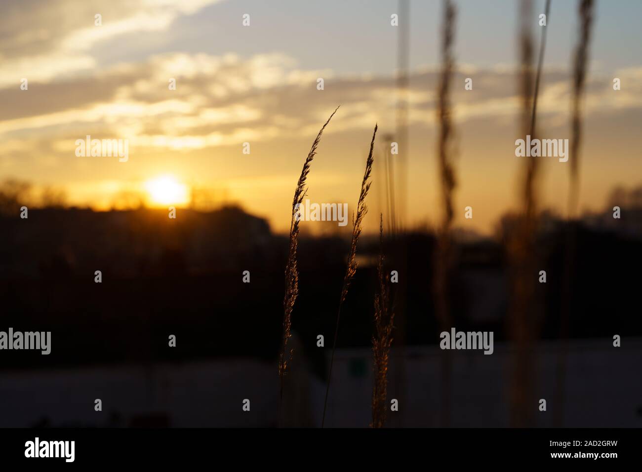 Sunset in Krakow Poland with grass in foreground in focus and a shallow depth of field Stock Photo