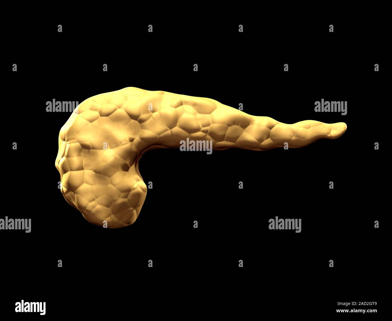 Human pancreas, computer illustration. The pancreas is an organ in the