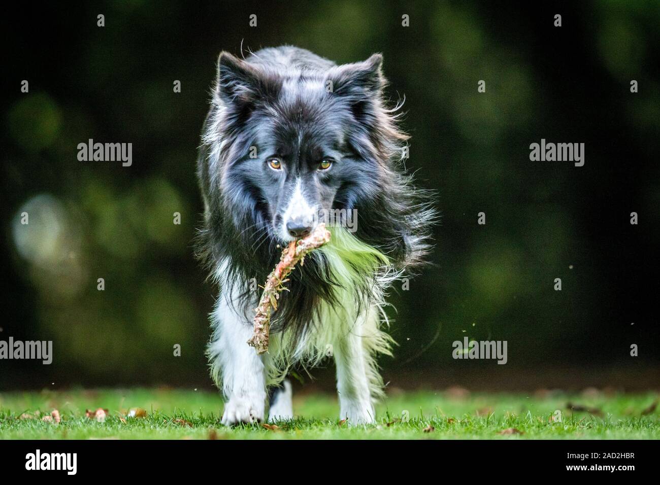 Border Collie with a bone Stock Photo Alamy