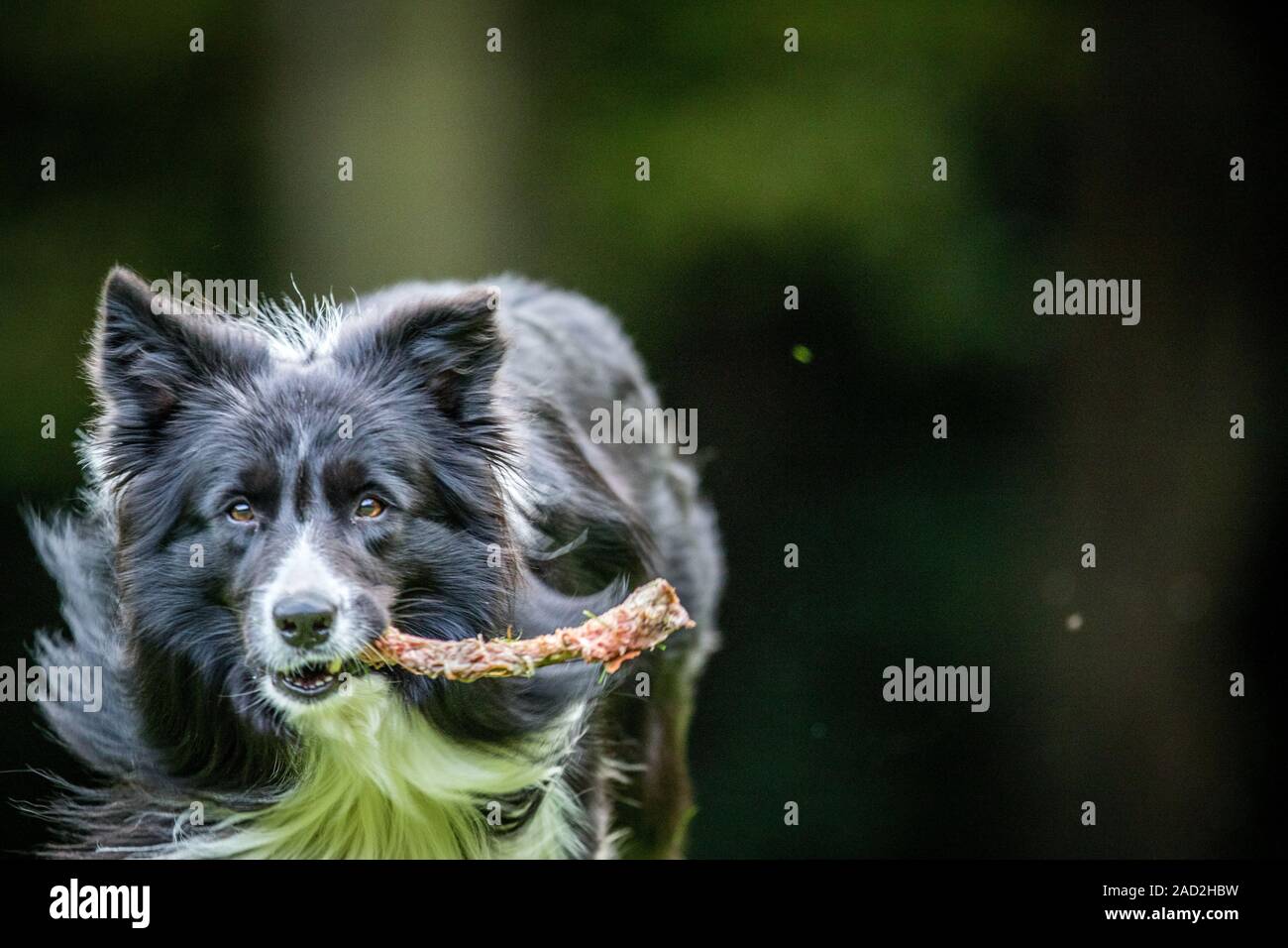 Border Collie with a bone Stock Photo Alamy