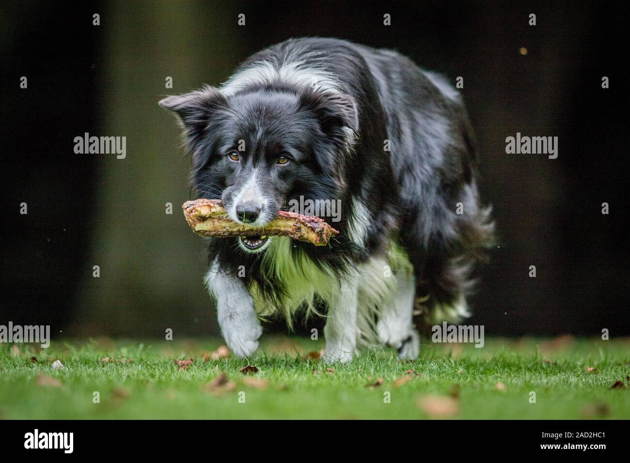 Border Collie with a bone Stock Photo Alamy
