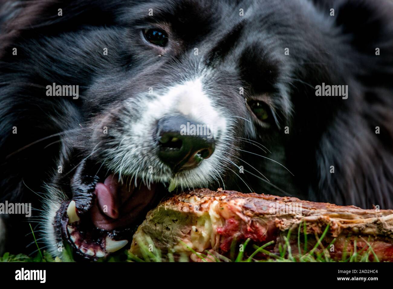 Border Collie with a bone Stock Photo Alamy
