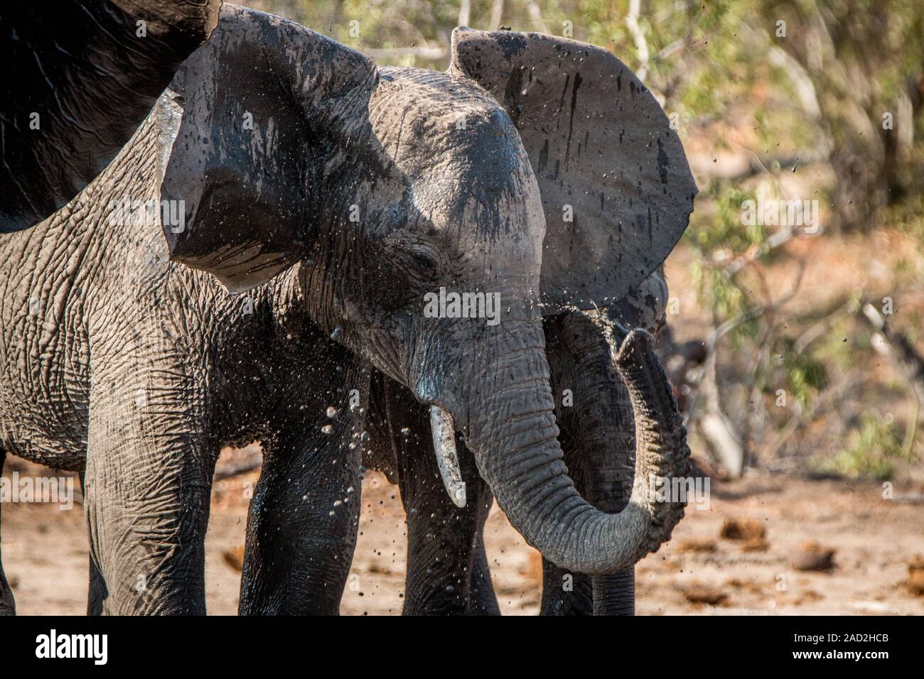 An Elephant drinking. Stock Photo