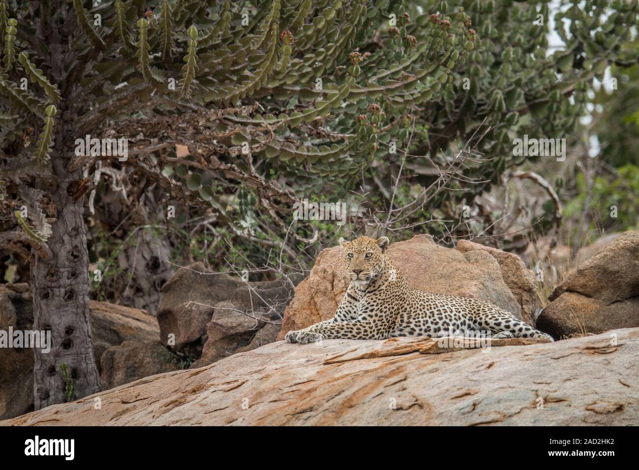 Five rocks conservation park hi-res stock photography and images - Alamy