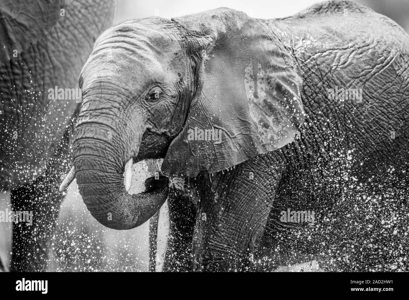 An Elephant drinking. Stock Photo