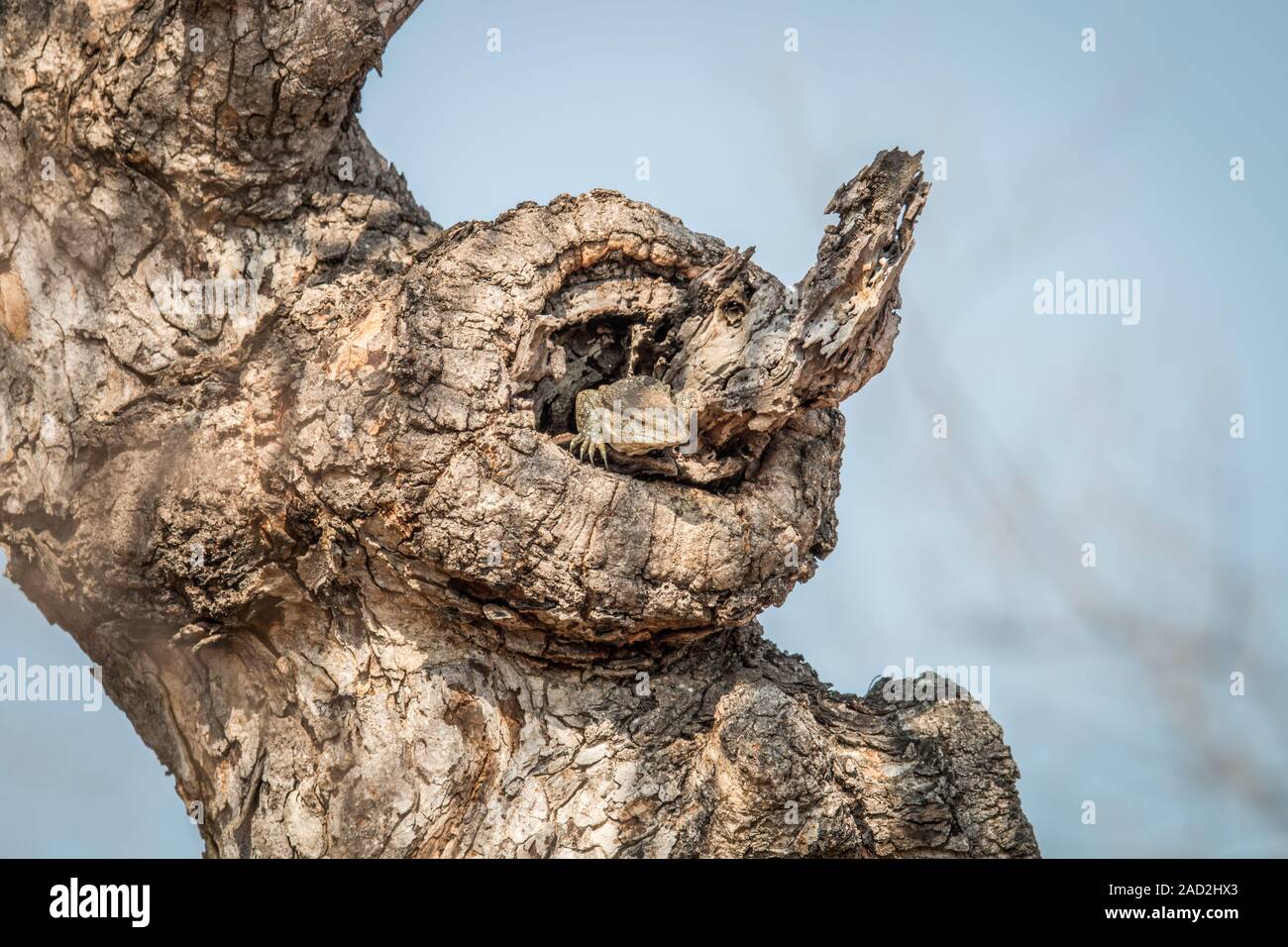 Rock monitor in a tree. Stock Photo