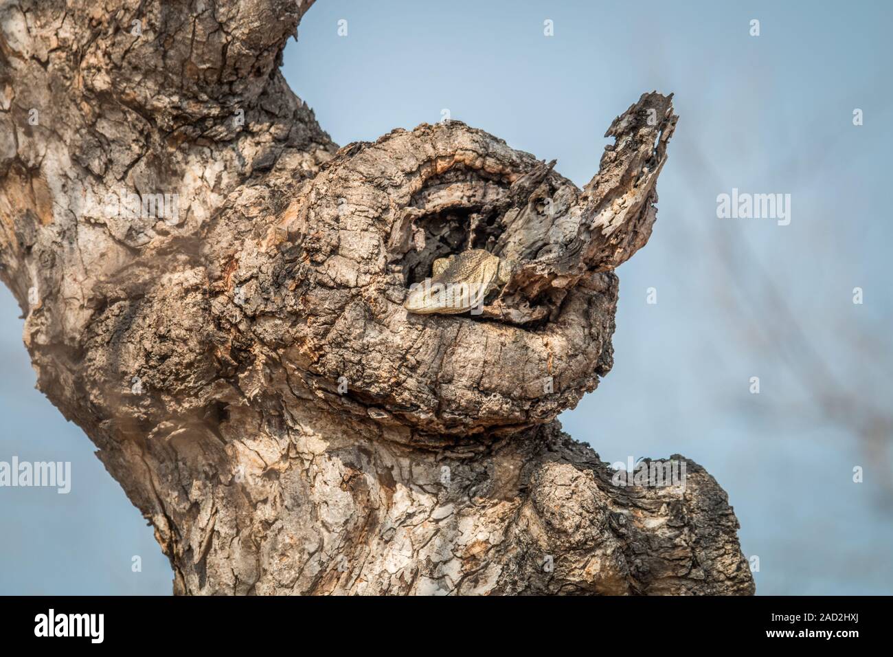 Rock monitor in a tree. Stock Photo