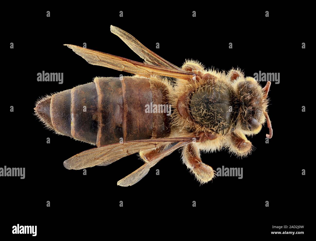 Queen honeybee. Macrophotograph of a honeybee queen (Apis mellifera