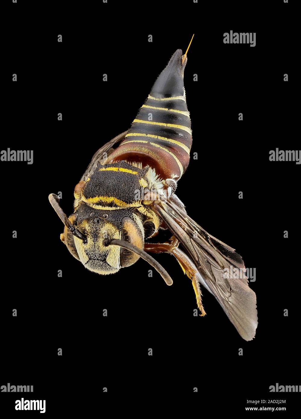 Parasitic bee. Macrophotograph of a female parasitic bee (Coelioxys ...