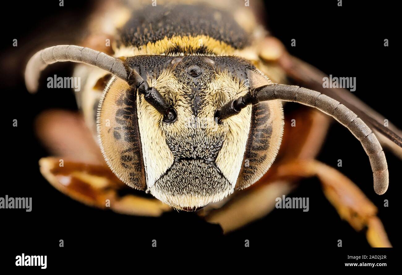 Parasitic bee. Macrophotograph the head of a female parasitic bee ...