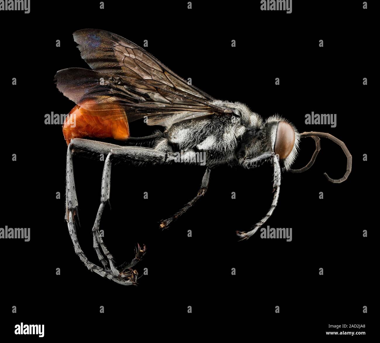 Thread-waisted wasp. Macrophotograph of a thread-waisted wasp (Prionyx ...