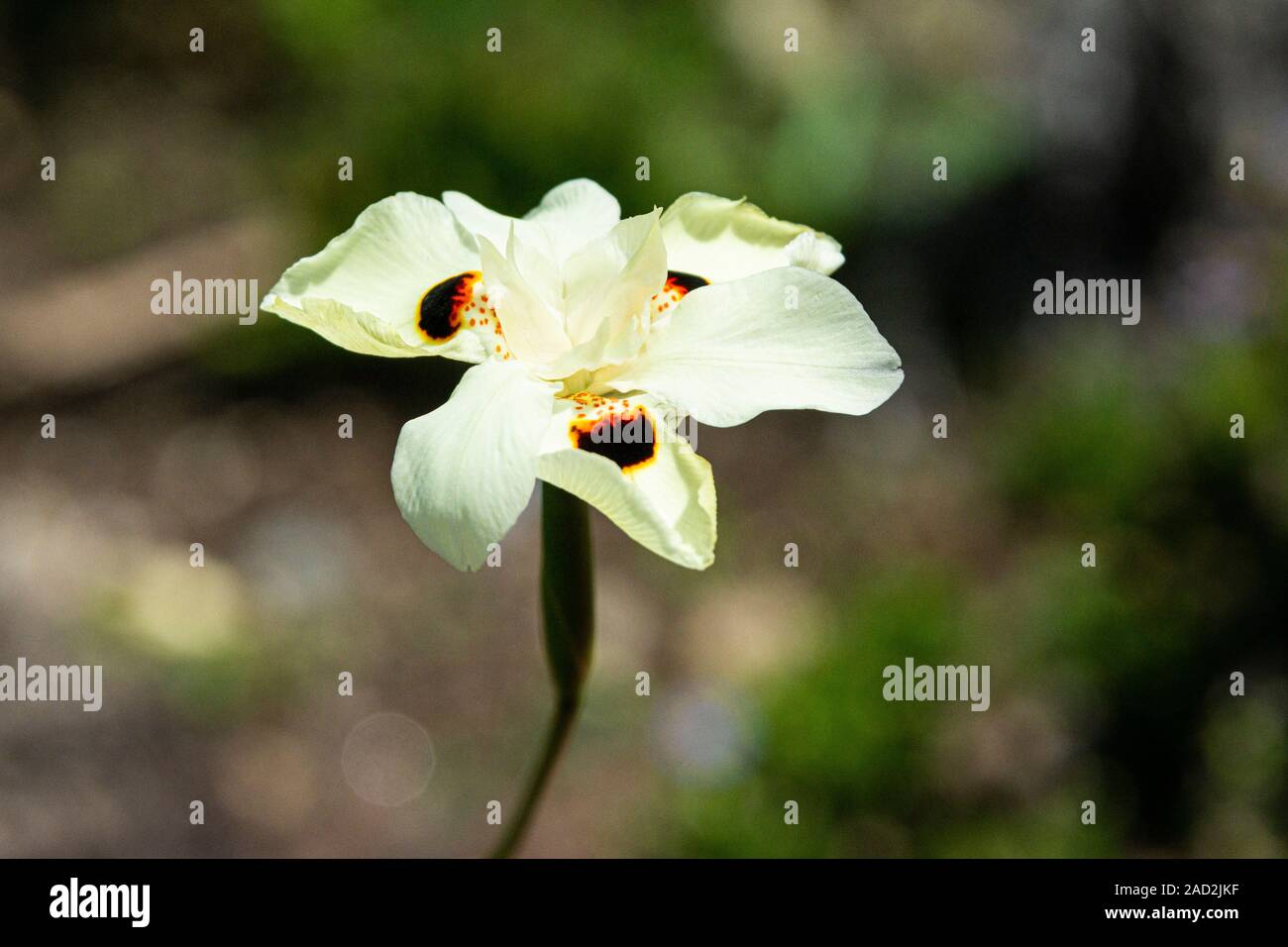 The pale yellow flower of a butterfly flag (Dietes bicolor) Stock Photo