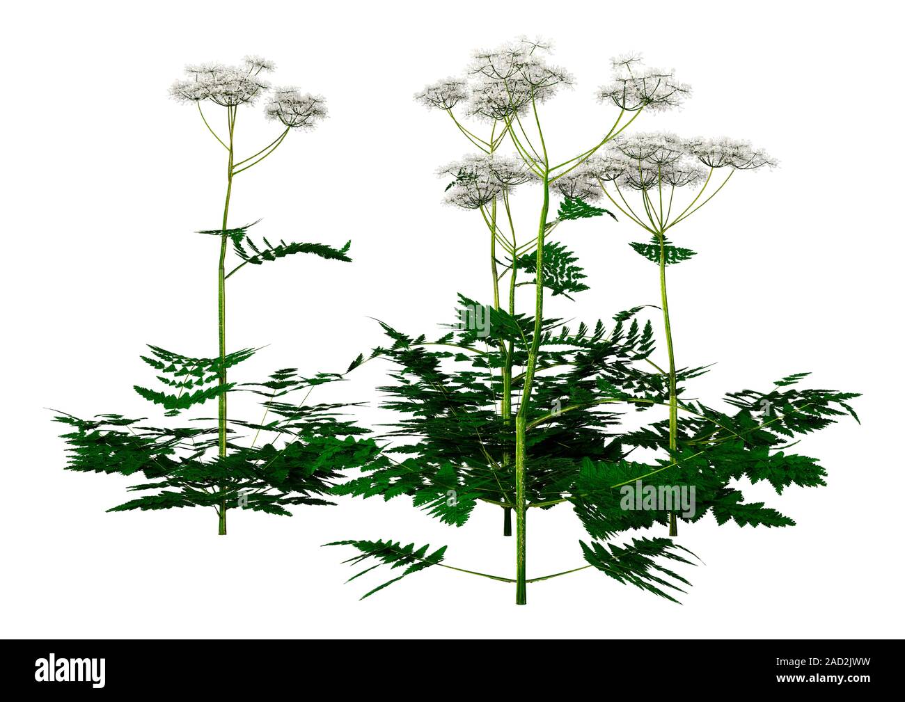 3D illustration of cow parsley plants isolated on white background Stock Photo