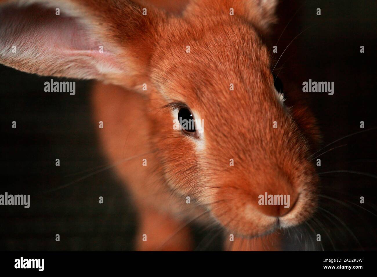 European rabbit (Oryctolagus cuniculus). This rabbit is native to south ...