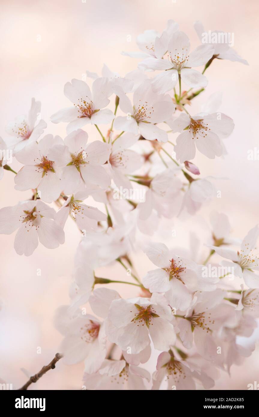 Yoshino cherry (Prunus x yedoensis) flowers blossoming on the branch of ...