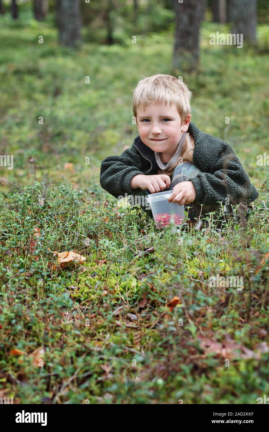 Boy picking berries Stock Photo