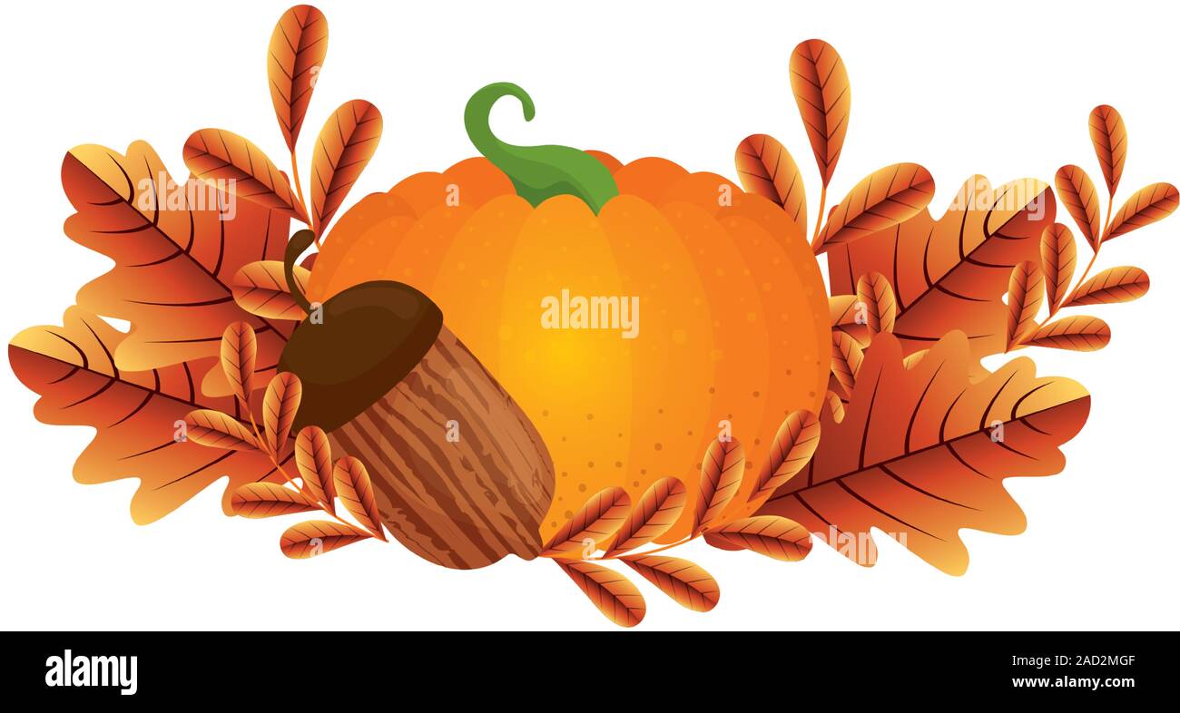 Isolated pumpkin and acorn vector design Stock Vector Image & Art - Alamy