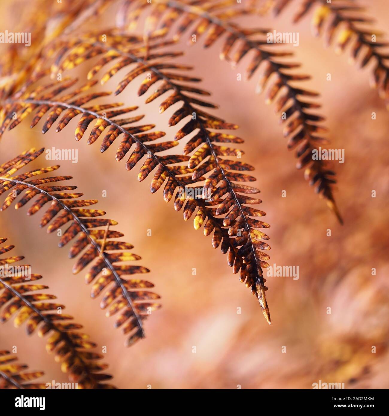 Bracken fern (Pteridium aquilinum) with autumn colours. Tipperary, Ireland Stock Photo