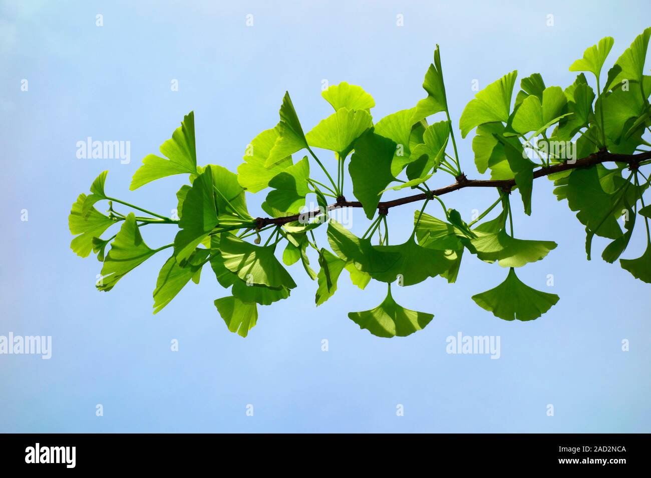 Ginkgo leaves. Leaves of the Chinese maidenhair tree, Ginkgo biloba ...
